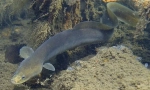 Eel rzeki